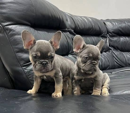 Frenchie Puppies